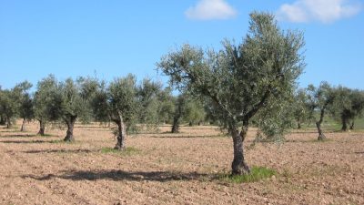 olivo
