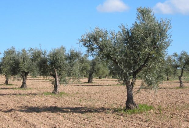 olivo