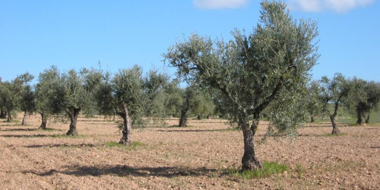 olivo