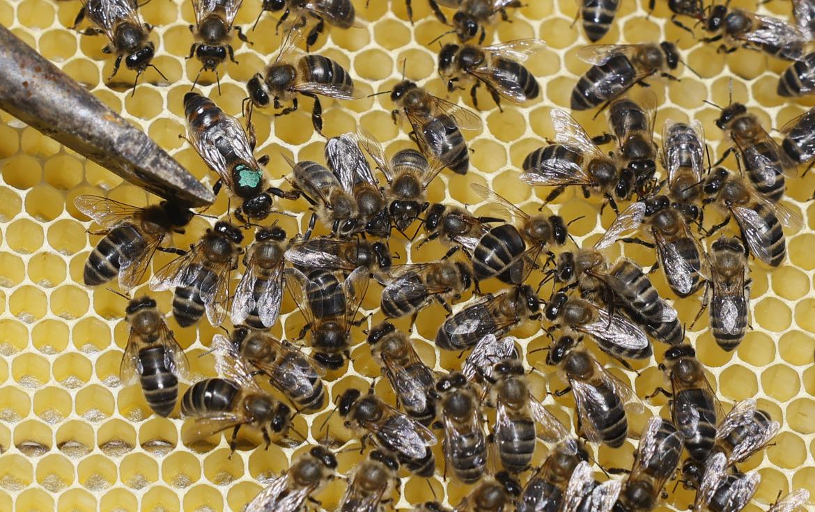 abejas