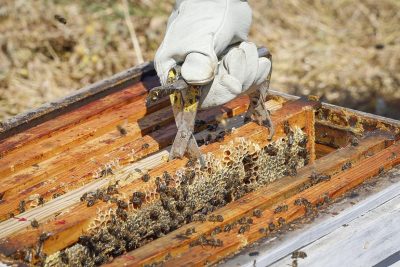 abejas