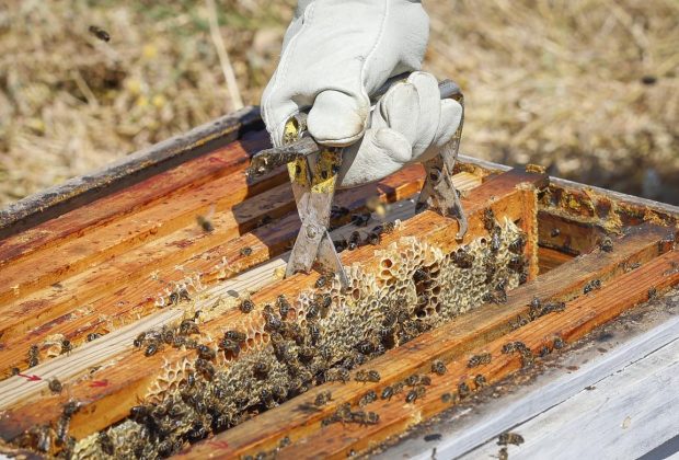 abejas