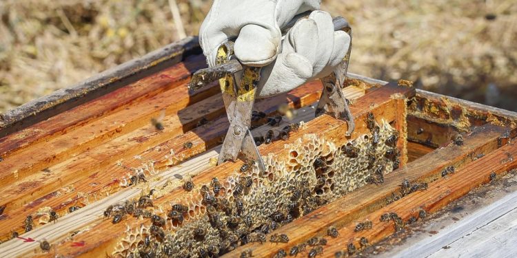abejas