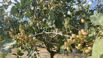 pistacho